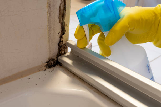 Best Insurance-Related Mold Remediation in Clayton, DE