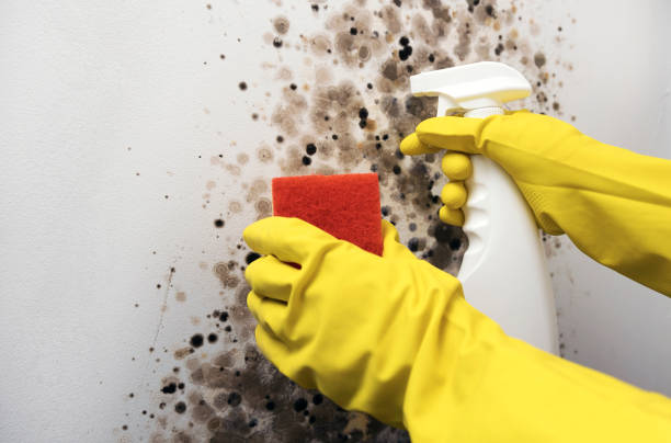 Best Bathroom Mold Remediation in Clayton, DE