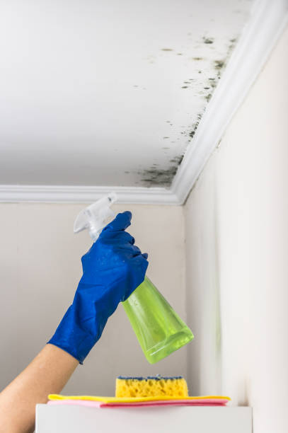 Reliable Clayton, DE Mold Remediation Solutions